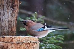 Garrulus glandarius
