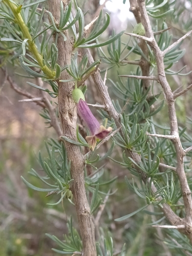 Lycium afrum, photograph 2