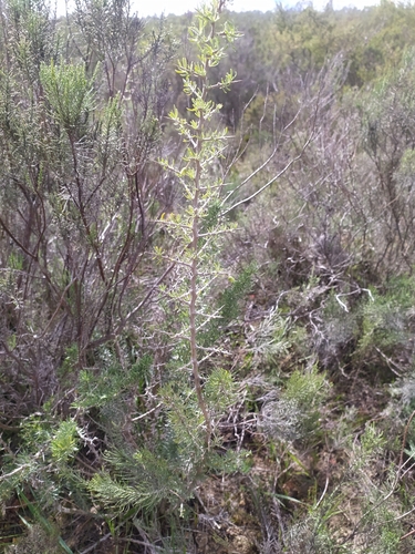 Lycium afrum, photograph 4