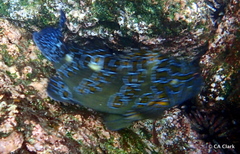 Cirrhitus rivulatus