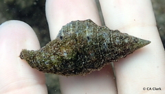 Cerithium adustum