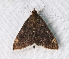 Pyrausta niveicilialis