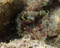 Actinostella bradleyi