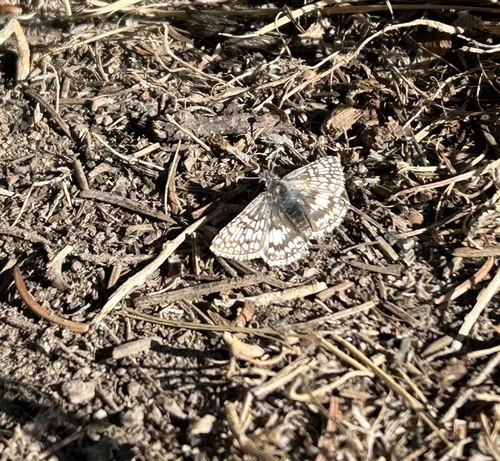 Common Checkered-Skipper