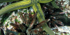 Eucidaris galapagensis