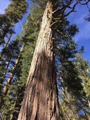 Calocedrus decurrens