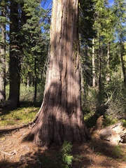 Calocedrus decurrens