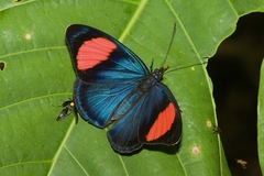 Batesia hypochlora