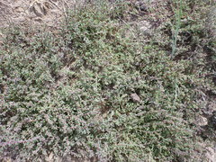 Suaeda calceoliformis