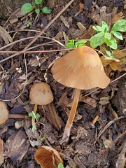 Conocybe coprophila
