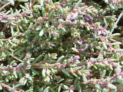 Suaeda calceoliformis