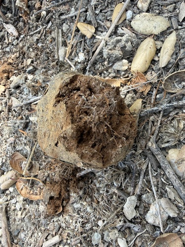 iNaturalist observation photo of Pisolithus