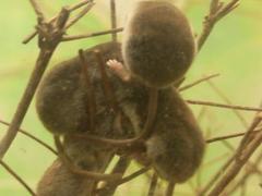 Eurasian Least Shrew photo 3