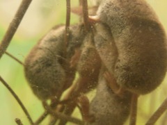 Eurasian Least Shrew photo 4