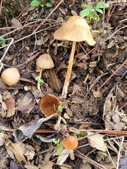 Conocybe coprophila