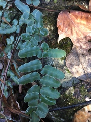 Pellaea atropurpurea