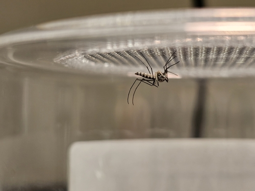 Unknown species found near Williams County, OH, USA