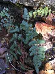Pellaea atropurpurea