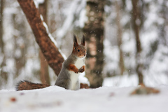 Sciurus vulgaris