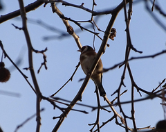 Carduelis carduelis