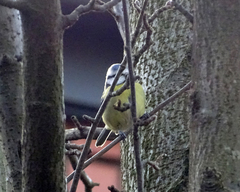Cyanistes caeruleus