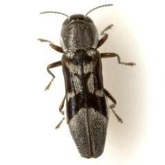 Agrilus ornatulus