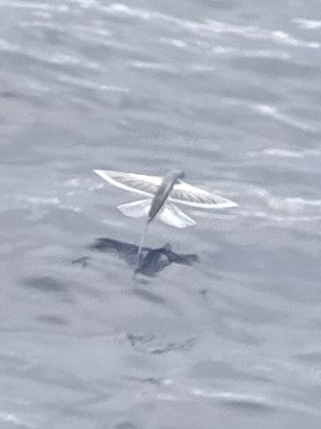 Spotfin Flyingfish