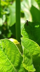 Ectatomminae