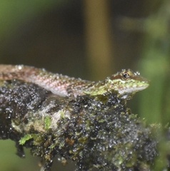 Anolis ventrimaculatus