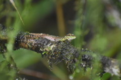 Anolis ventrimaculatus