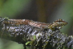 Anolis ventrimaculatus