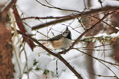Lophophanes cristatus