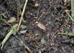 Tanypezidae