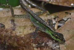 Anolis ventrimaculatus