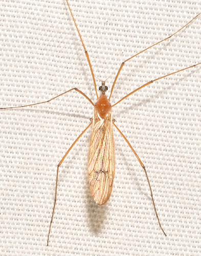 Euphylidorea auripennis