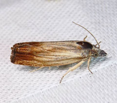 Eucosma radiatana