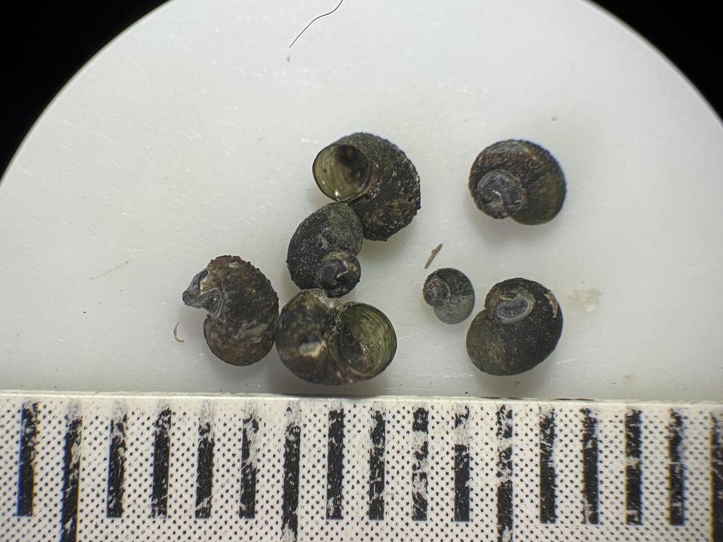 Smokey Charley Pebblesnail