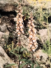 Digitalis lanata