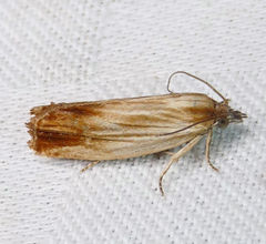 Eucosma radiatana