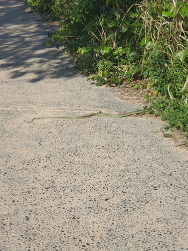 Common Tree Snake sighting