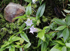 Tripterospermum trinervium