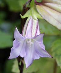 Tripterospermum trinervium