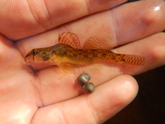 Tessellated Darter photo 4