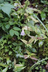 Tripterospermum trinervium