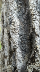 Dendrographa leucophaea