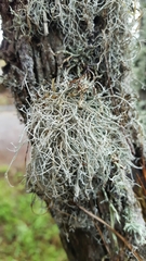 Dendrographa alectoroides