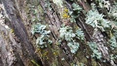 Heterodermia namaquana