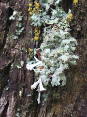 Heterodermia namaquana