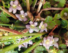 Glossostigma elatinoides