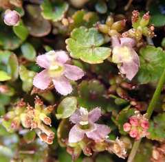 Glossostigma elatinoides